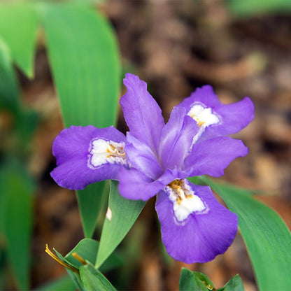 Dwarf Crested Iris