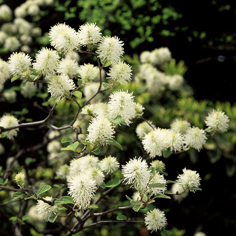 Dwarf Fothergilla