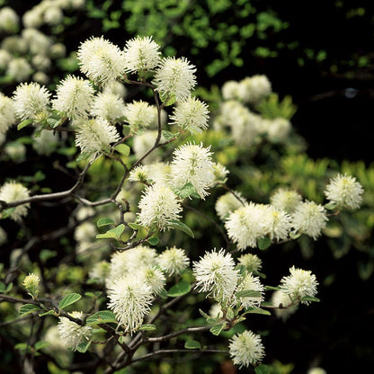 Dwarf Fothergilla