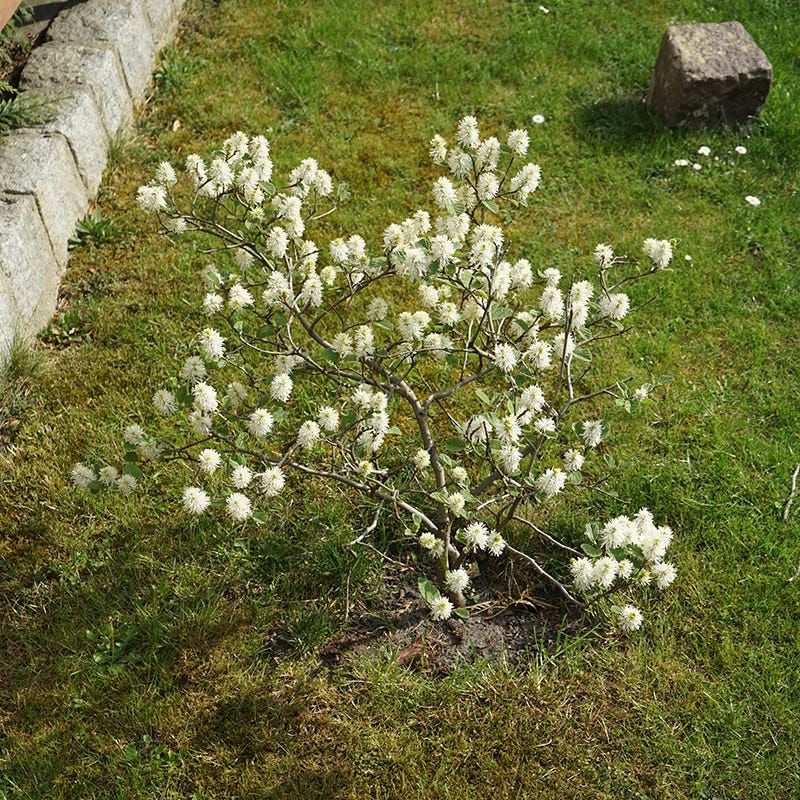 Dwarf Fothergilla