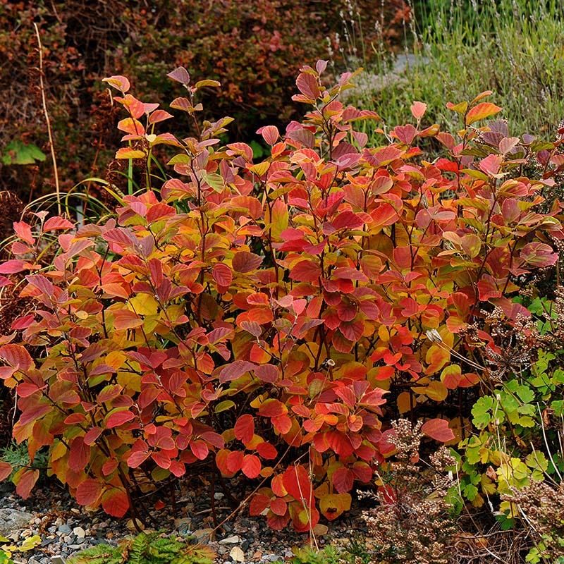 Dwarf Fothergilla