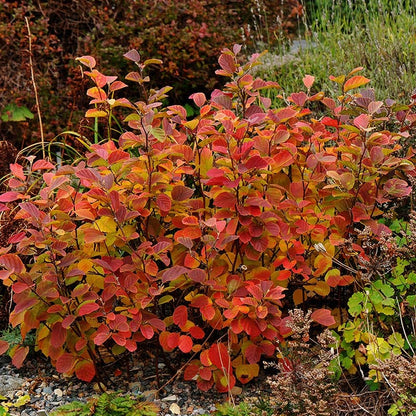 Dwarf Fothergilla