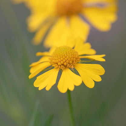 Dwarf Helenium Seeds