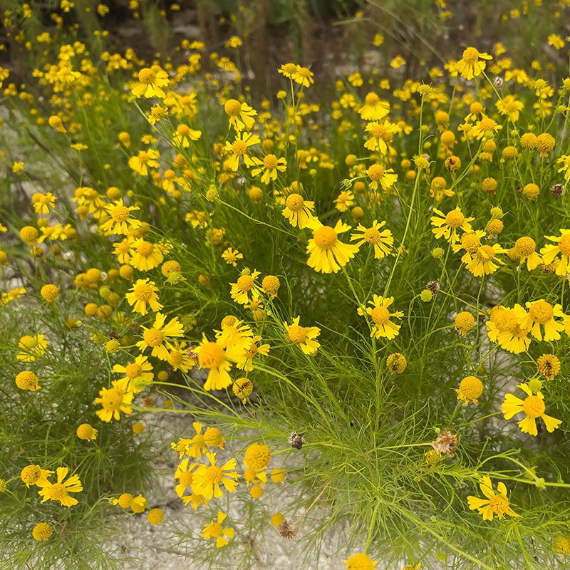 Dwarf Helenium Seeds