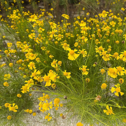 Dwarf Helenium Seeds