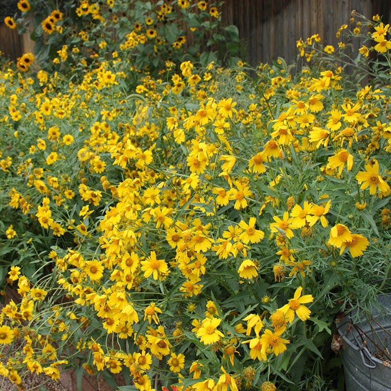 Dwarf Helenium Seeds