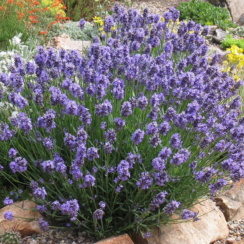 Thumbelina Leigh English Lavender