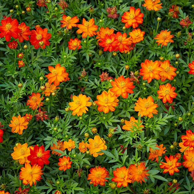 Polidor Sulphur Cosmos Seeds