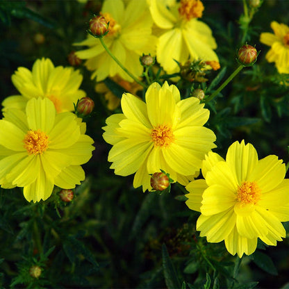 Polidor Sulphur Cosmos Seeds