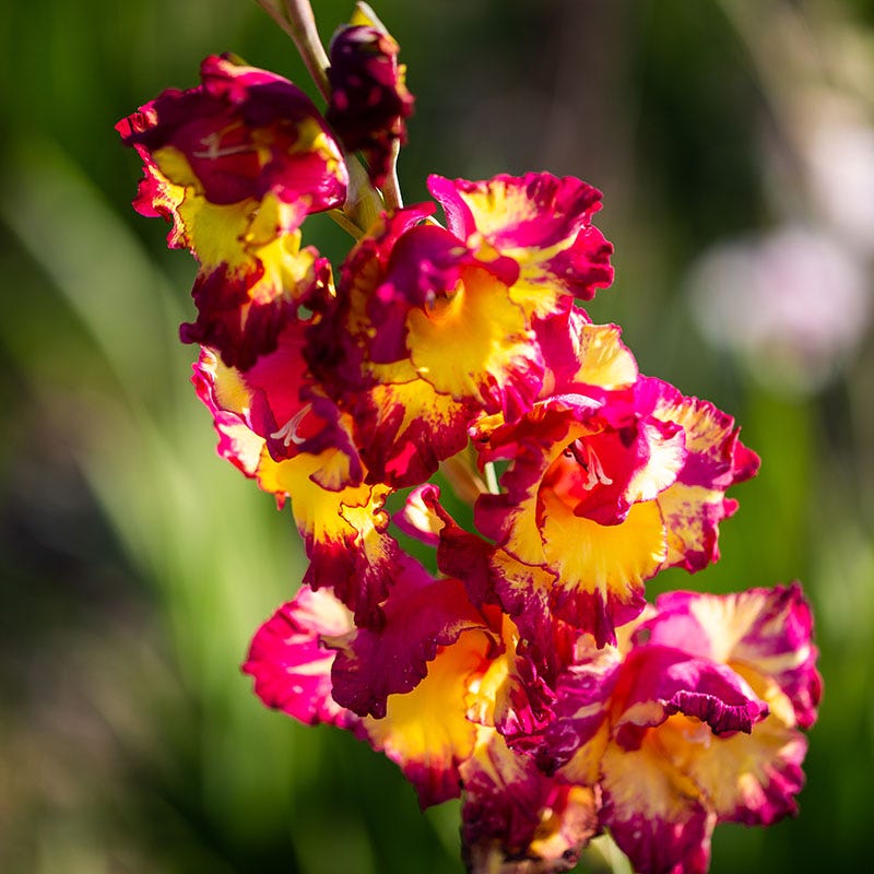 Dynamite Gladiolus