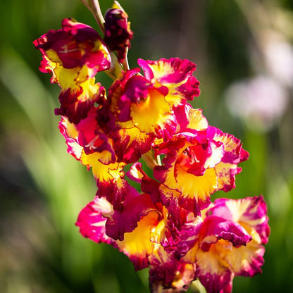 Colorful Cutting Garden Bulb Collection