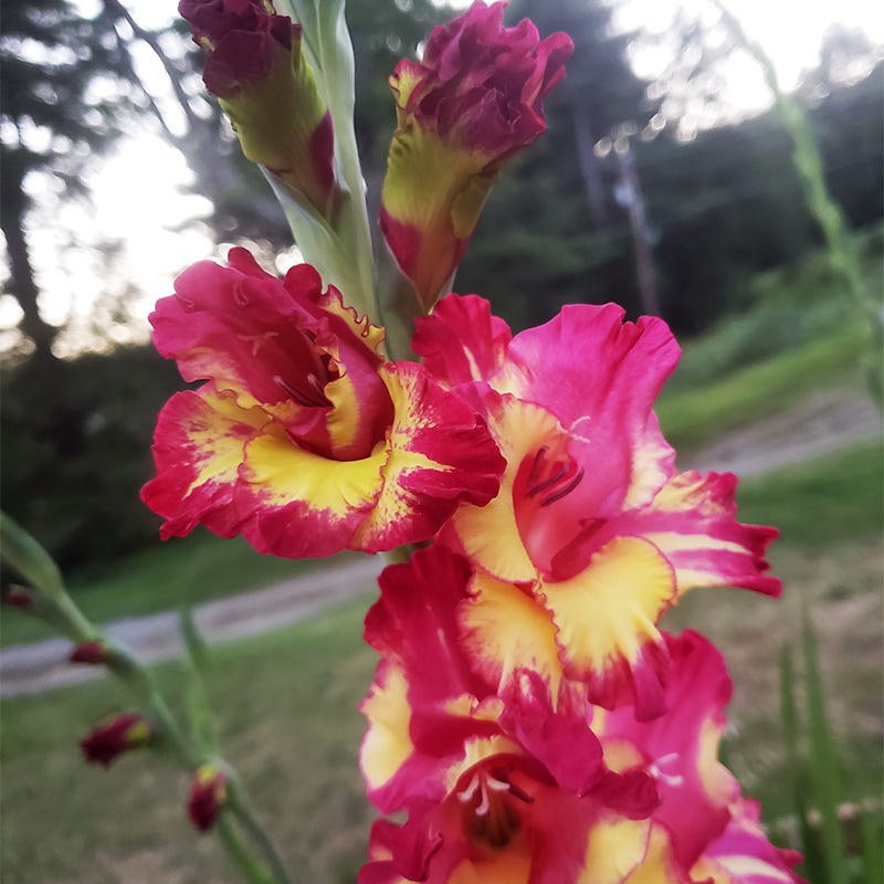 Dynamite Gladiolus - Thumbnail 3