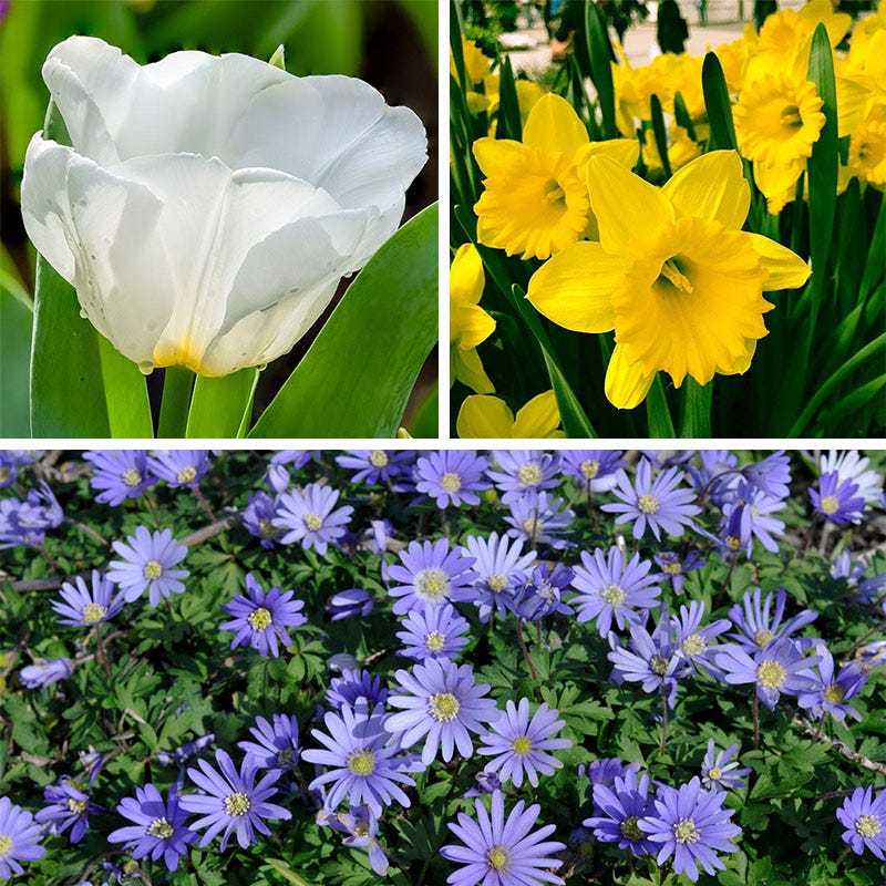 Early Arrival Bulb Collection