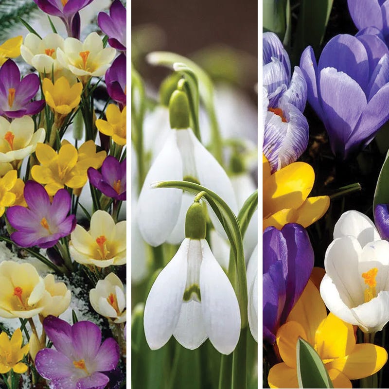 Early Riser Naturalizing Bulb Collection