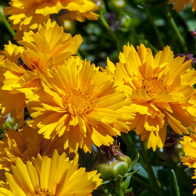 Easy Care Pre-Planned Garden