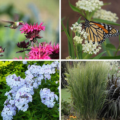 Earth Day Native Plant Collection