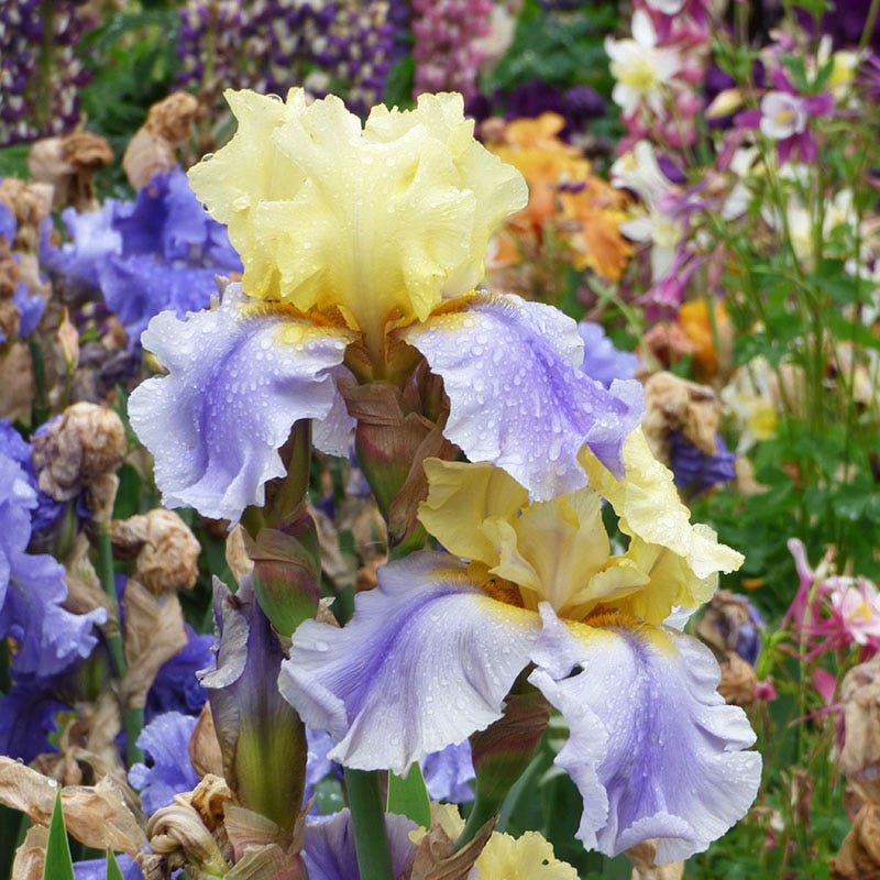 Easter Candy Bearded Iris