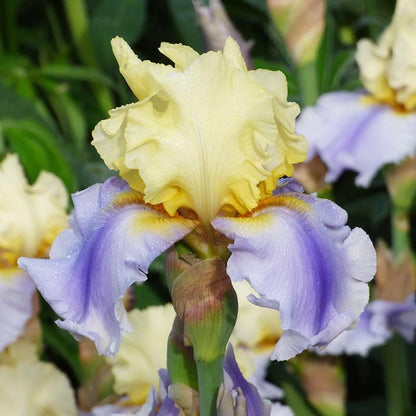Easter Candy Bearded Iris