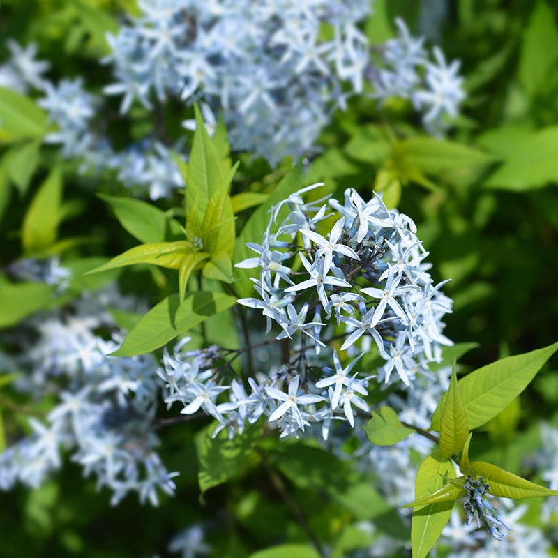 Eastern Bluestar