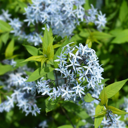 Eastern Bluestar