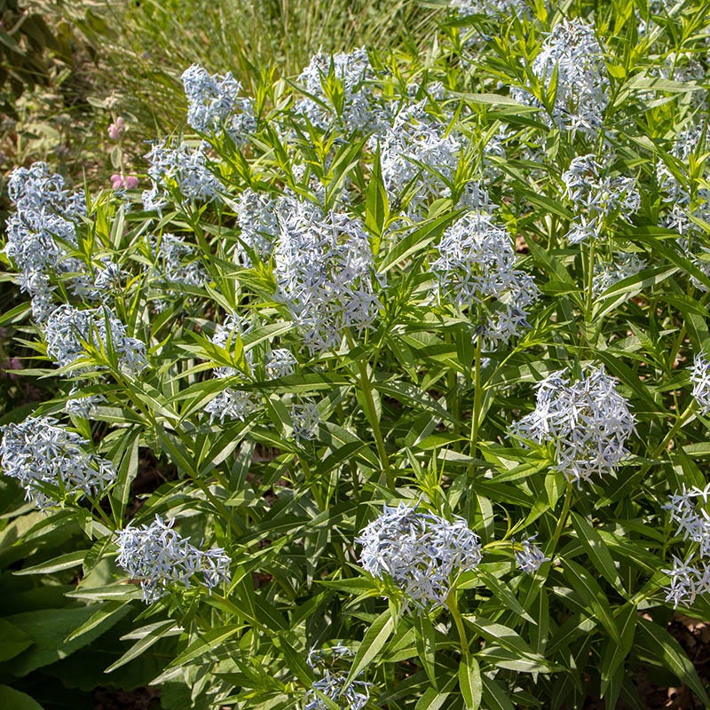 Eastern Bluestar