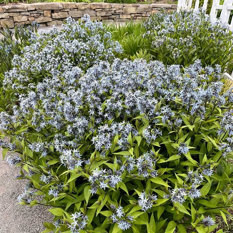 Eastern Bluestar, Amsonia tabernaemontana