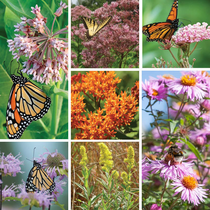 Eastern Monarch Refuge Plant Collection