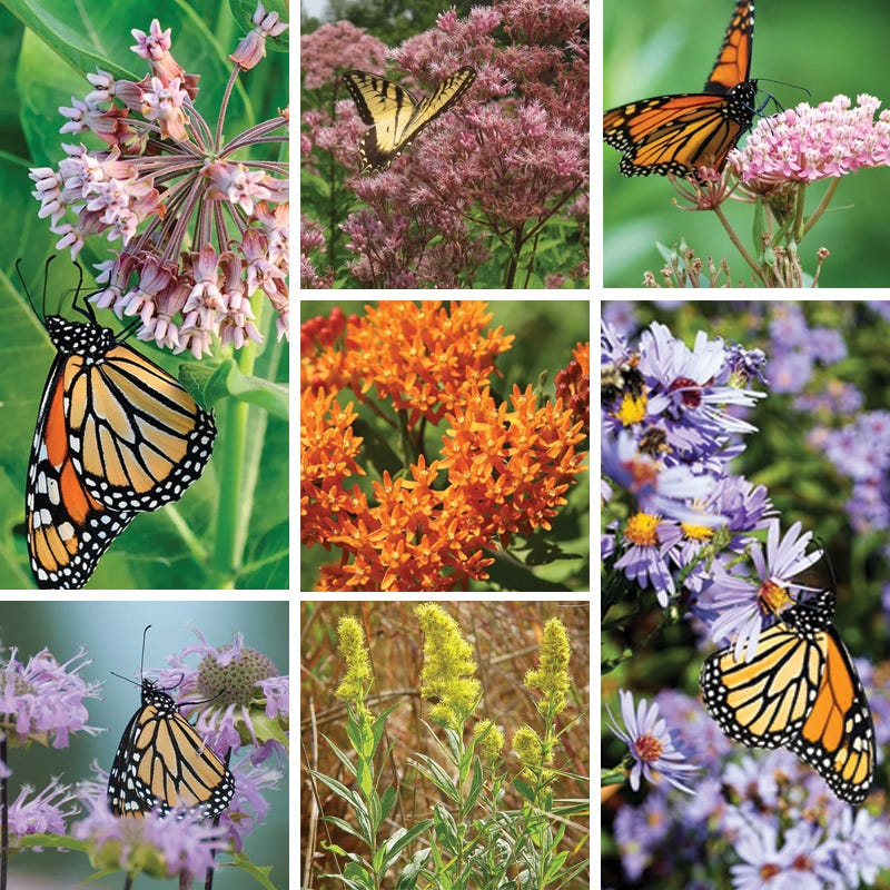 Eastern Monarch Refuge Plant Collection