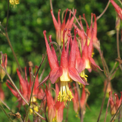 Eastern Red Columbine