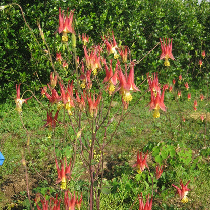 Eastern Red Columbine