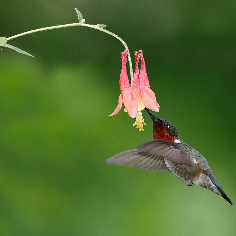Eastern Red Columbine