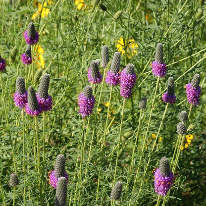 Native Eastern Xeriscape Wildflower Seed Mix