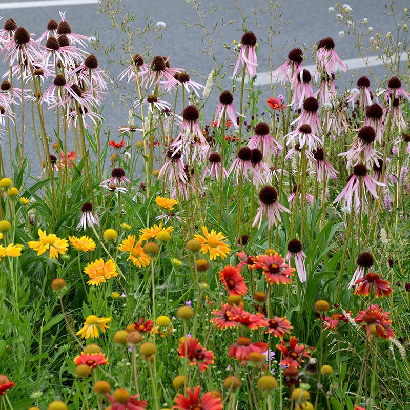 Native Eastern Xeriscape Wildflower Seed Mix