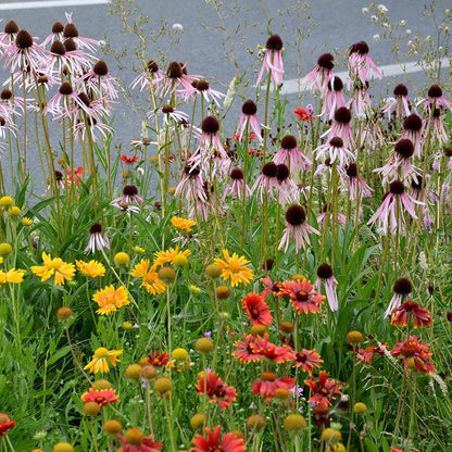 Native Eastern Xeriscape Wildflower Seed Mix