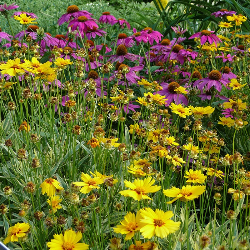 Native Eastern Xeriscape Wildflower Seed Mix