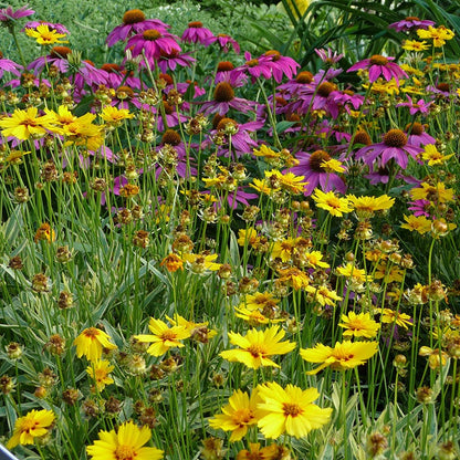 Native Eastern Xeriscape Wildflower Seed Mix