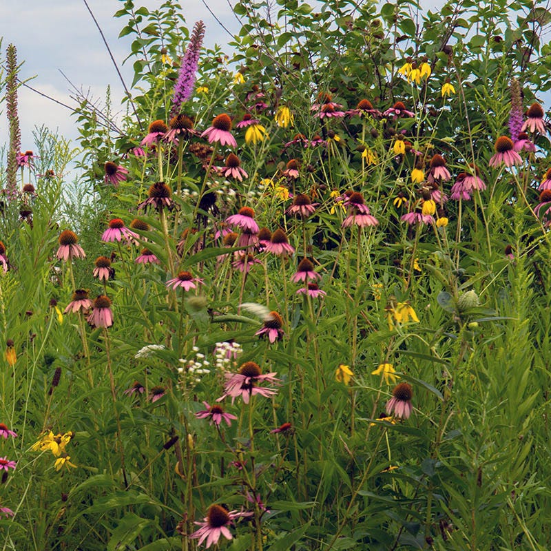 Native Eastern Xeriscape Wildflower Seed Mix