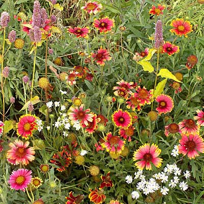 Native Eastern Xeriscape Wildflower Seed Mix