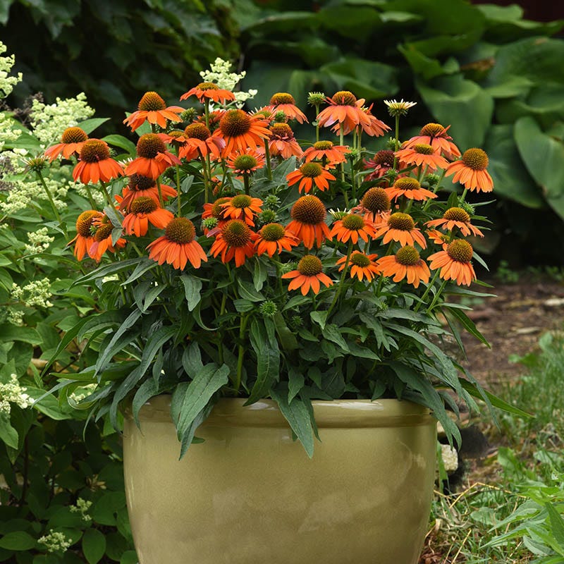Artisan™ Soft Orange Echinacea