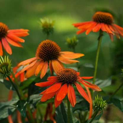 Artisan™ Soft Orange Echinacea