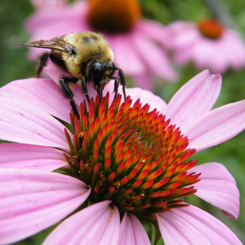 Coneflower Seeds | Purple