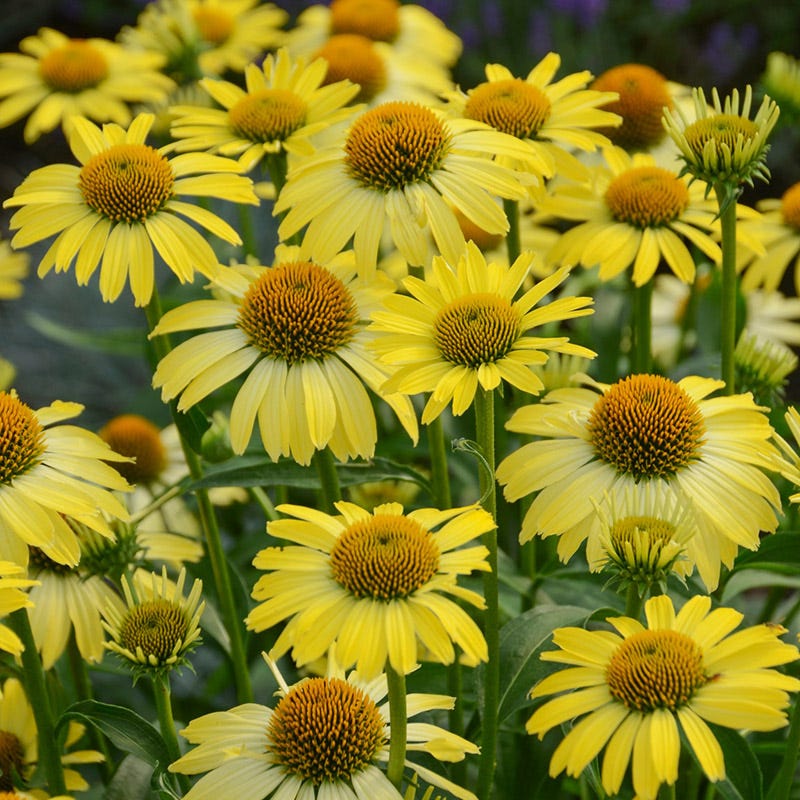 Butterfly™ Cleopatra Echinacea