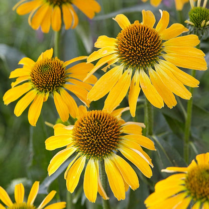 Butterfly™ Golden Skipper Echinacea