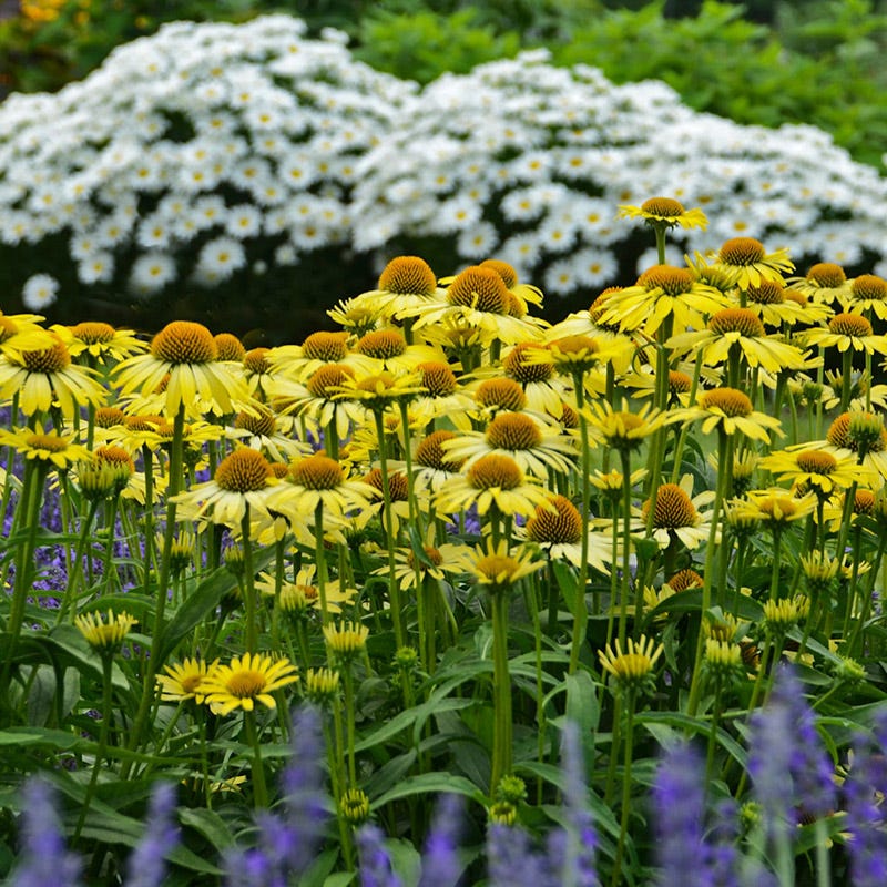 Butterfly™ Cleopatra Echinacea