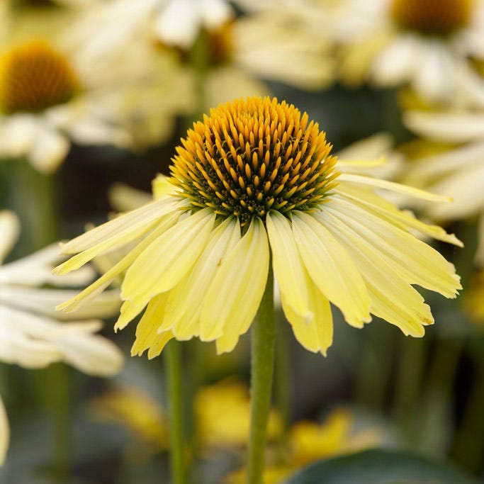 Butterfly™ Cleopatra Echinacea