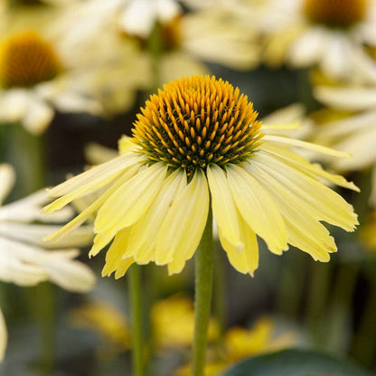 Butterfly™ Cleopatra Echinacea