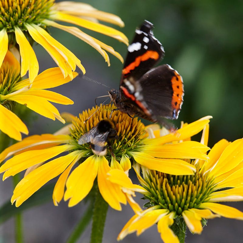 Butterfly Golden Skipper Echinacea - Thumbnail 3