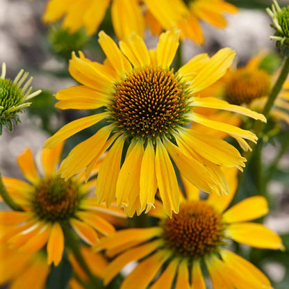 Butterfly™ Golden Skipper Echinacea