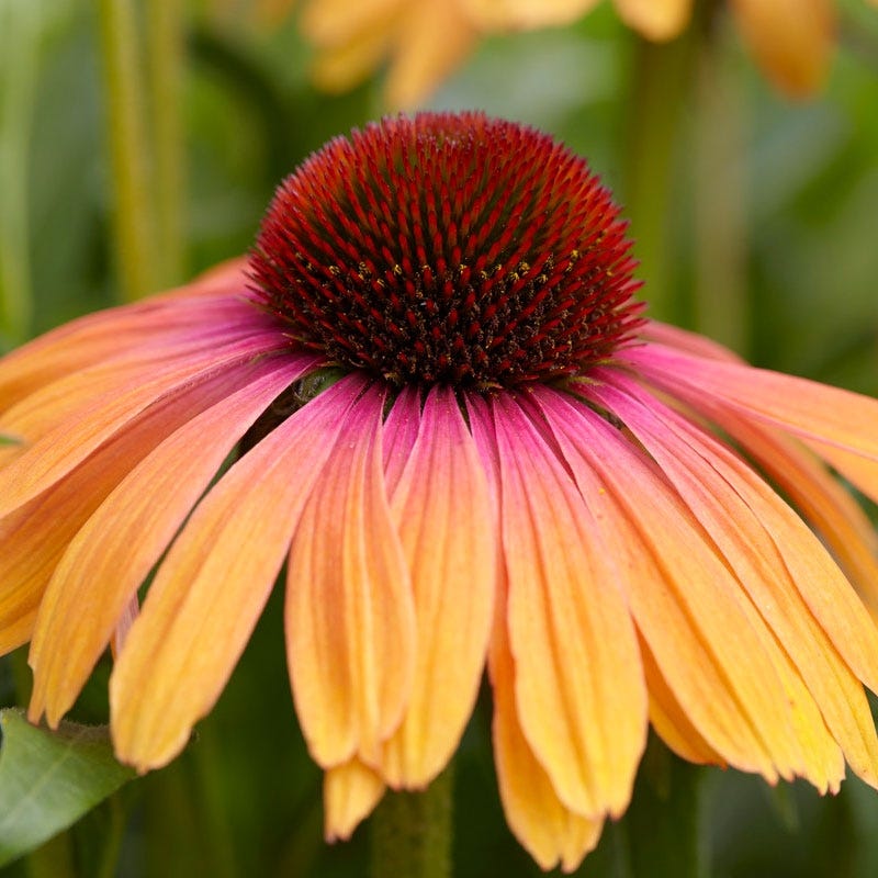 Rainbow Marcella Echinacea