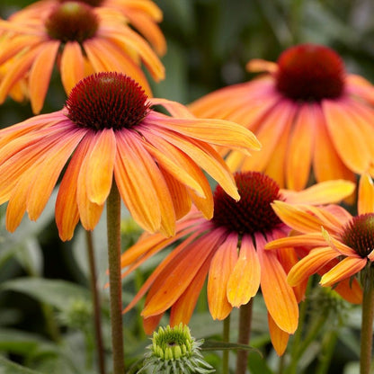 Rainbow Marcella Echinacea